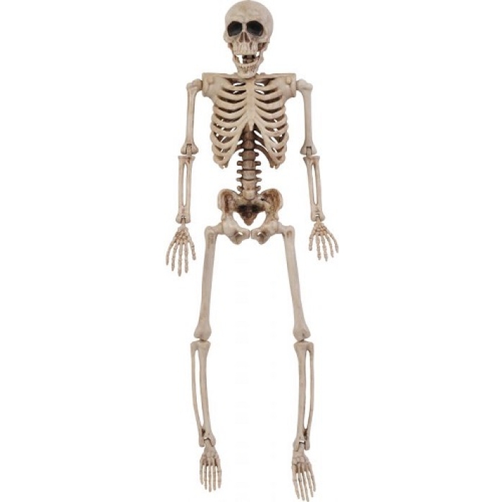 14″ Posable Skeleton